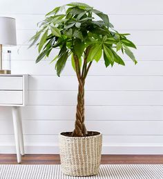 a potted plant sitting on top of a rug next to a white table and lamp