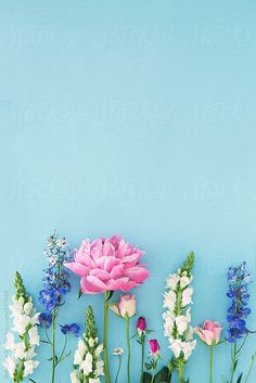 pink and white flowers in vases against a blue background by julia radwell for stocksy united