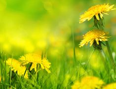 yellow dandelions are in the green grass