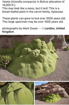 some green plants are growing out of the ground