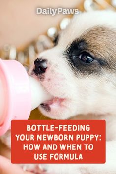 a puppy drinking from a pink cup with the caption bottle feeding your newborn puppy how and when to use formula