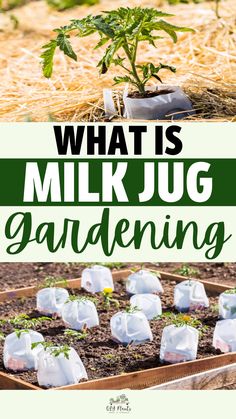 What Is Milk Jug Gardening? Milk Jug Gardening, Winter Sowing Seeds, Milk Jugs Garden, Garden Allotment, Green Onions Growing, Winter Sowing, Garden Business, Winter Gardening, Sowing Seeds