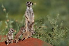 three small meerkats are standing on top of a red rock in the wild