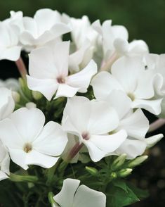 white flowers are blooming in the garden