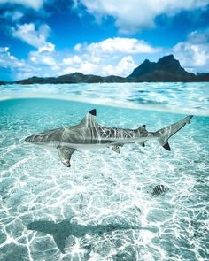 an image of a shark in the water