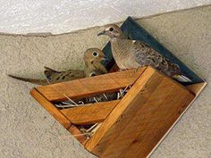 two birds sitting on top of a wooden box