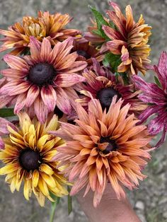 a person's hand holding a bunch of flowers in their left hand, with dirt and rocks in the background