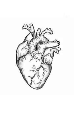 a black and white drawing of a human heart