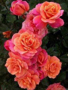 several orange and pink roses blooming in the sun on a plant with green leaves