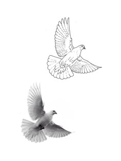 two birds flying next to each other on a white background with one bird in the air