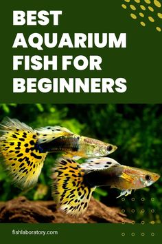 the best aquarium fish for beginners is shown in this book, which features two different types