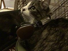 a cat wearing headphones sitting on top of a chair in front of a basket