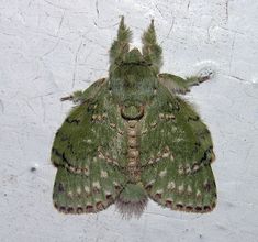 a close up of a green moth on a white wall with black dots and spots