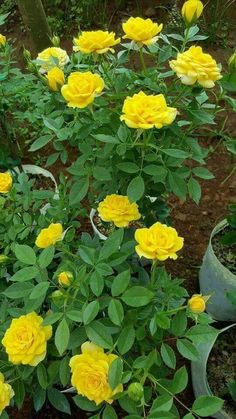 yellow roses are blooming in the garden