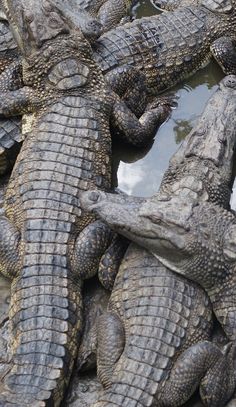 several alligators are sitting together in the water and resting on each other's legs