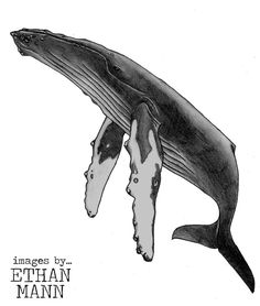 a black and white drawing of a humpback whale