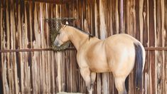 a brown horse standing in front of a wooden fence eating hay from a feeder on top of it's head