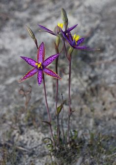 two purple flowers with yellow stamens growing out of the ground