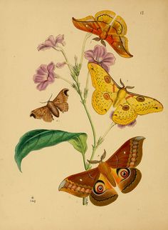 an illustration of butterflies and flowers on a white background with brown, yellow, and pink colors