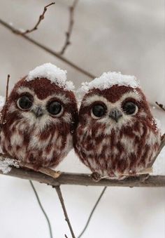 two small owls sitting on top of a snow covered branch