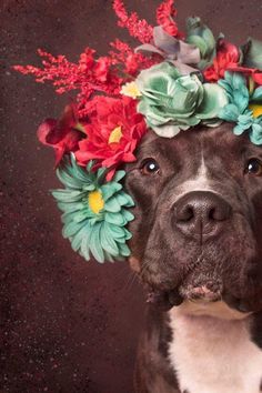 a dog with a flower crown on its head is looking at the camera while wearing it