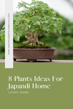 8 Plants Ideas For Japandi Home