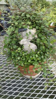 a potted plant with some green leaves on it