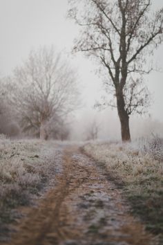 a dirt road in the middle of a field with trees on both sides and frosty grass