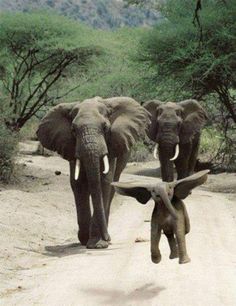 two elephants walking down a dirt road with trees in the background