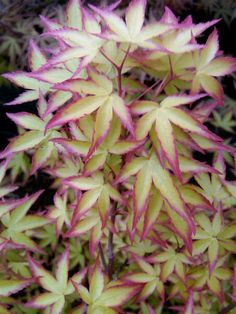 some very pretty pink and yellow plants together