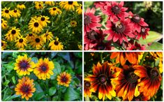 four different types of flowers are shown in this collage, including red, yellow and orange