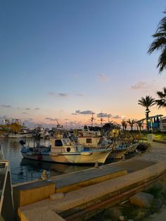 several boats are docked in the water at sunset or dawn, with palm trees and buildings in the background