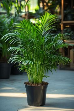 a potted plant sitting on top of a cement floor