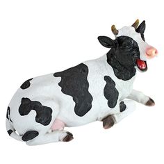 a black and white cow laying down with its tongue out on a white background that appears to be laughing