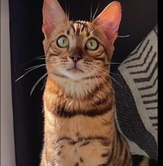 a cat sitting on top of a couch next to a pillow and chair with its eyes wide open