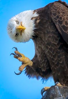 an eagle is perched on top of a tree branch with its claws in the air