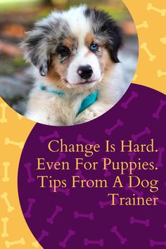 a dog is sitting in front of a purple and yellow background with the words change is hard even for puppies tips from a dog trainer