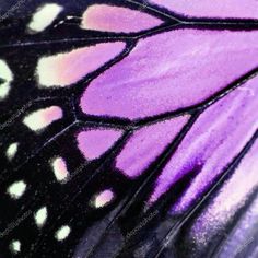 a close up view of a purple butterfly's wing