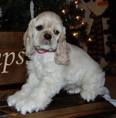 a small white dog sitting on top of a wooden bench next to a christmas tree