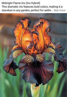 an orange and black flower with the caption'midnight flame iris hybrid this dramatic iris features bold colors, making it a standout in any garden, perfect for adn see more