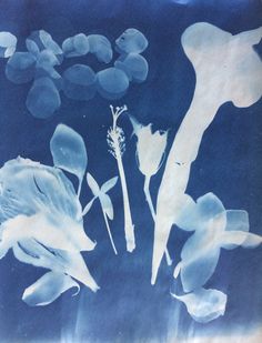 blue and white photograph of flowers in water