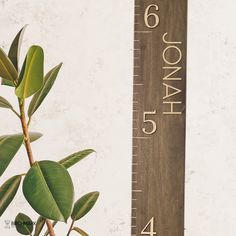 a tall wooden ruler with the number six on it next to a potted plant