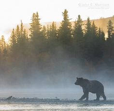 a bear walking across a river in front of some trees and foggy water with the sun shining on it