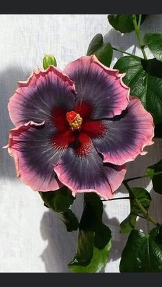 a large purple flower sitting on top of a green leafy plant next to a white wall