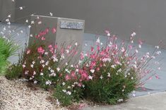 some pink and white flowers in front of a cement wall with a plaque on it