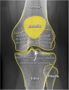 Knee Anatomy, Anatomy Bones, Perfect Handwriting