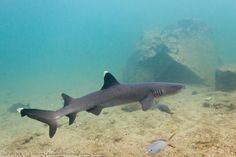 a gray shark swimming in the ocean next to some rocks and other seaweeds