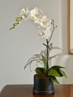 a white orchid in a black pot on a wooden table