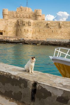 a cat sitting on the edge of a wall next to a boat