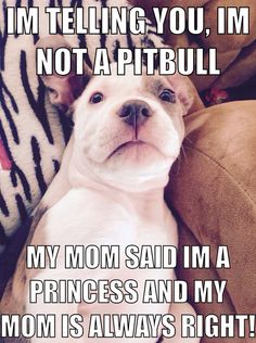 a dog laying on top of a couch with the caption i'm telling you, im not a pitbull my mom said i'm a princess and my mom is always right